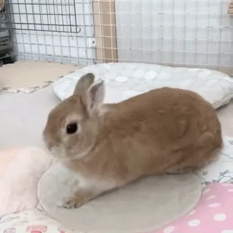 Коричневый кролик сидит и ест.