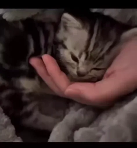 Полосатый котёнок спит в руке, укрытый серым пледом.