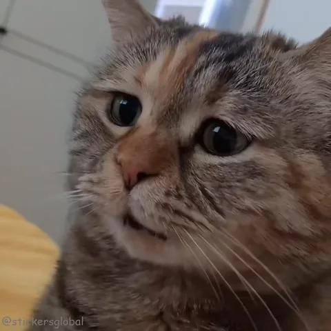 Крупный план морды полосатого кота, который смотрит на зрителя с прищуром.
