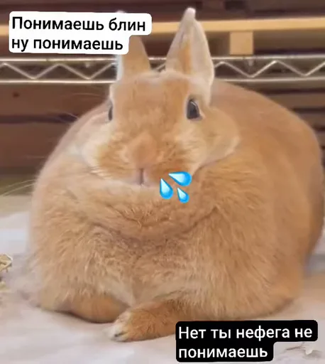 Рыжий кролик с подписями «понимаешь, блин» и «нет ты не понимаешь», между которыми вставлен плачущий смайлик.