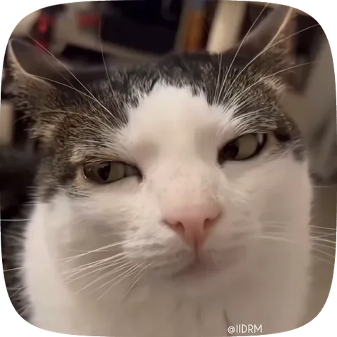 Анимация морды кота с хмурым взглядом