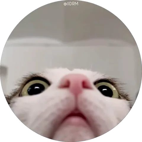 Круглая гифка с крупным планом мордочки белого кота, который смотрит вверх широко открытыми глазами.