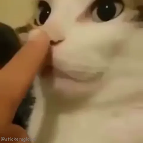 Крупный план морды белого кота, который высовывает язык и лижет палец человека.