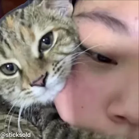 Кот прижимается к щеке человека и целует его.