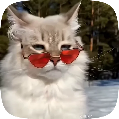 Пушистый кот в красных очках-сердечках.
