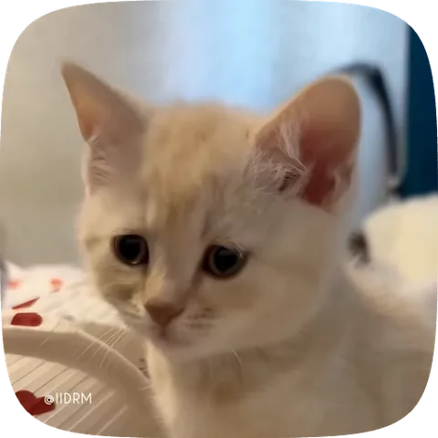 Анимация грустного светлого котёнка, который опускает глаза и отводит голову в сторону.