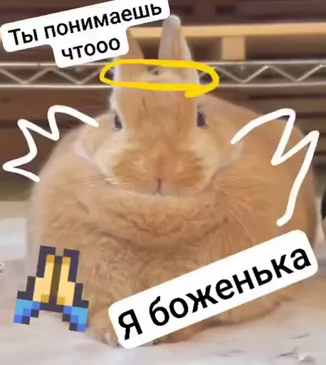 Рыжий кролик с дорисованным нимбом и текстом «я боженька».