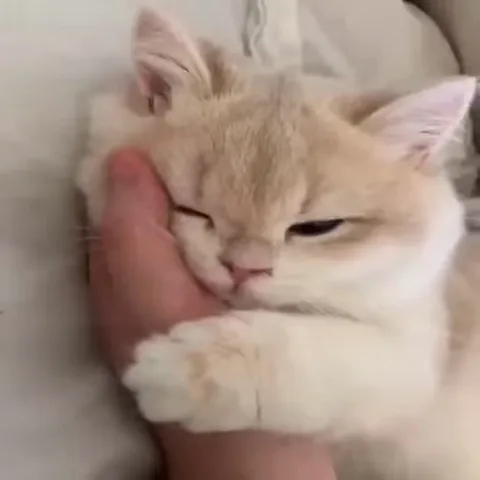 Крупный план светлого кота с закрытыми глазами, который обнимает лапой руку человека и трется о неё щекой.
