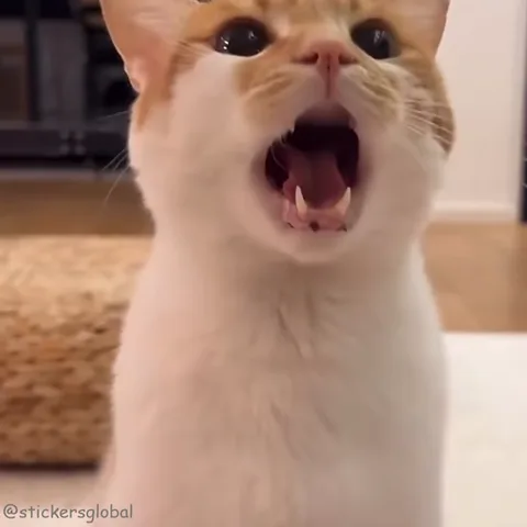 Крупный план рыжего кота, который шипит на камеру, демонстрируя клыки.