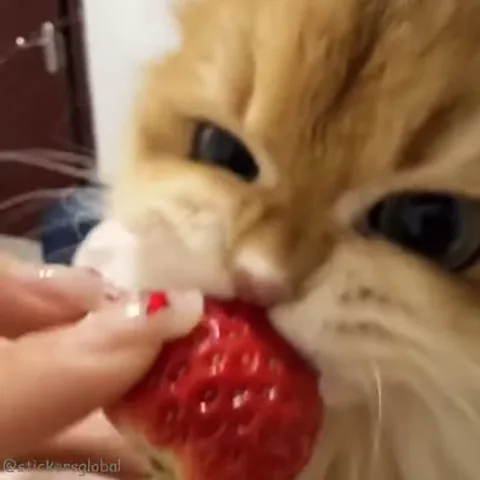 Крупный план рыжего кота, который широко открывает пасть и кусает красную клубнику.