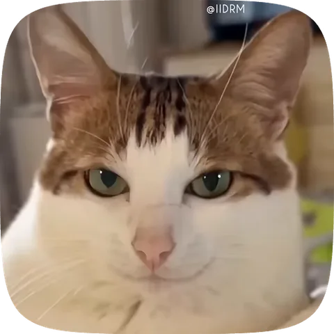 Крупный план рыжего кота с белыми отметинами на морде, который неподвижно смотрит перед собой.