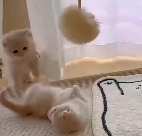 Два котёнка играют с игрушкой, один лежит на спине