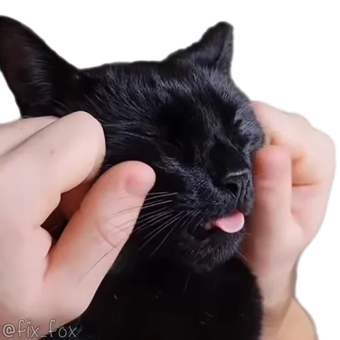 Руки мягко сжимают мордочку чёрного кота, который мирно спит с высунутым розовым язычком.