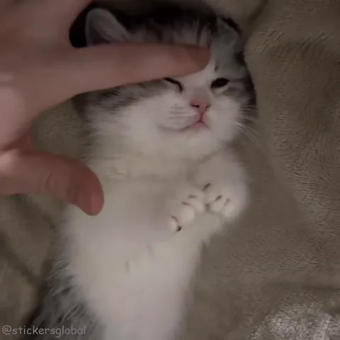 Серо-белый котёнок лежит на спине на бежевом полотенце, пока палец человека гладит его по голове. Котёнок выглядит счастливым и расслабленным.