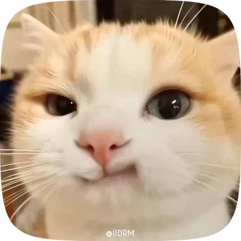 Крупный план морды рыжего кота, который сначала щурится, а затем резко открывает большие круглые глаза.