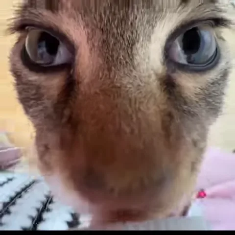 Лицо кота крупным планом с прямым взглядом в камеру.
