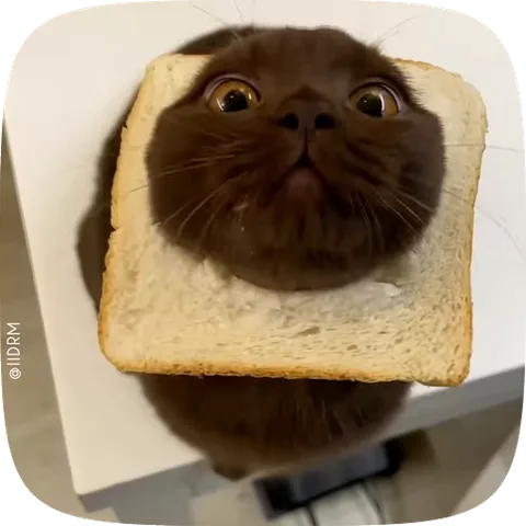 Кот, выглядывающий из куска хлеба, как тост.