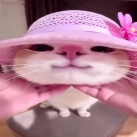 Кошка в розовой шляпке, которой сжимают щеки