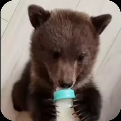 Коричневый медвежонок на светлом полу обнимает передними лапами прозрачную бутылочку с голубой крышкой и сосёт молоко.