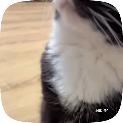 Кот в очках поднимает голову вверх