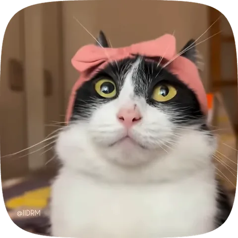 Анимация кота в розовой шапке, который удивленно моргает.