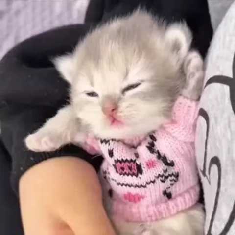 Котёнок в розовом свитере сонно моргает сидя на руках