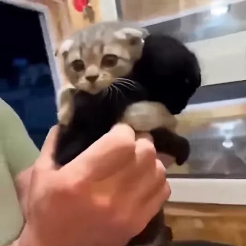 Два маленьких котёнка обнимаются.