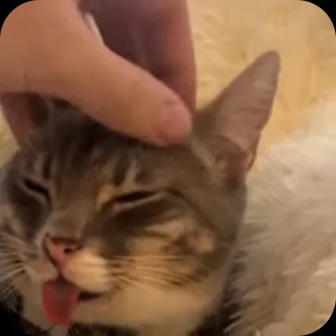 Полосатый кот с высунутым языком, которого гладят по голове.