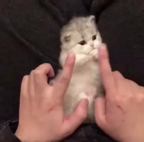 Пушистый серый котенок смотрит на пальцы человека, которые двигаются перед его мордочкой.