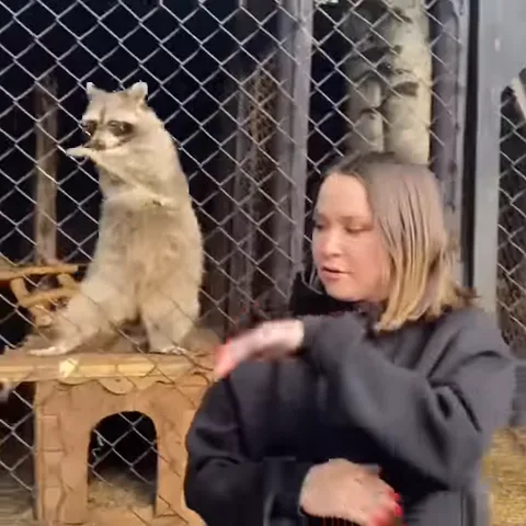 Девушка и енот исполняют синхронный танец на фоне сетки.