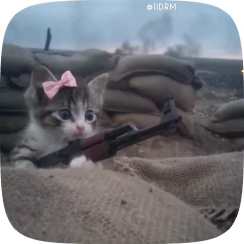 Полосатый котёнок с розовым бантом на голове целится из автомата Калашникова из окопа с мешками, затем происходит выстрел.