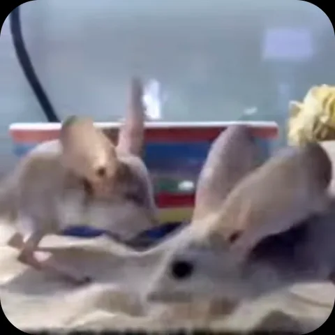 Два грызуна с большими ушами (тушканчики) сцепились в драке на светлом фоне.