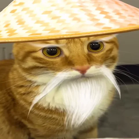 Крупный план рыжего кота с наклеенной белой бородой и шляпой-конусом. Кот смотрит прямо и медленно двигает головой из стороны в сторону.
