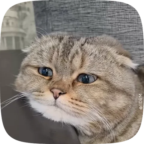 Анимация с милым шотландским котом, который смотрит на зрителя
