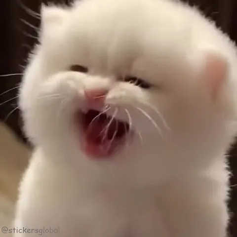 Белый котёнок широко открыл рот и зевает.