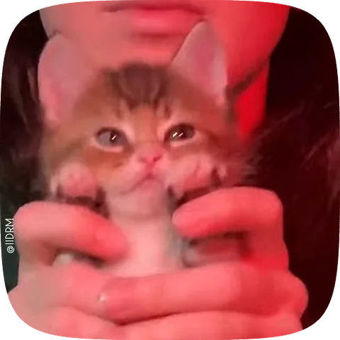 Рыжий полосатый котёнок сидит в ладонях человека, его мордочка выражает любопытство или лёгкое недоумение.