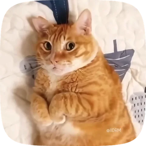 Анимация рыжего кота, лежащего на спине на одеяле с поднятыми вверх глазами.
