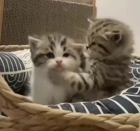 Полосатый котёнок обнимает другого котёнка за голову, сидя в корзине с подушкой.