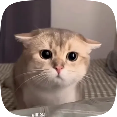 Анимация рыжего кота, который пристально смотрит на зрителя и постепенно распахивает глаза всё шире и шире.
