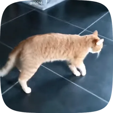 Анимация рыжего кота, который смешно идет боком по плитке.