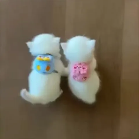 Два белых котенка в рюкзачках обнимаются.