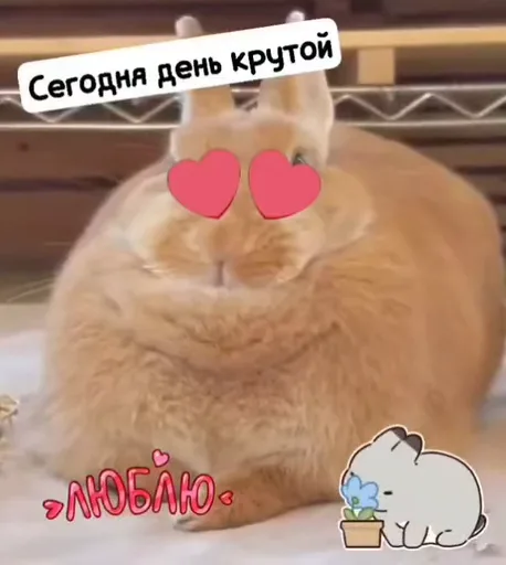 Рыжий кролик с наложенными сердечками на глазах и подписями о любви и крутости.
