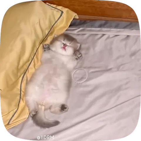 Котёнок с серо-белой шерстью лежит на спине на постельном белье, зевает и тянет лапки вверх.