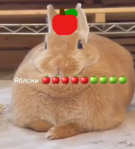 Сидящий рыжий кролик с текстом про яблоки и эмодзи фруктов.
