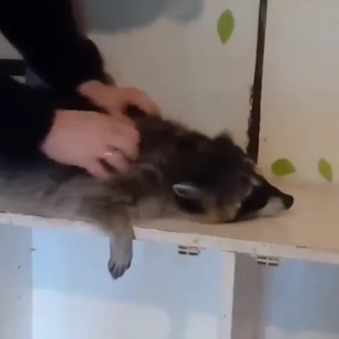 Лежащий на белой полке енот с вытянутыми лапками, которого гладит человек в черной одежде.