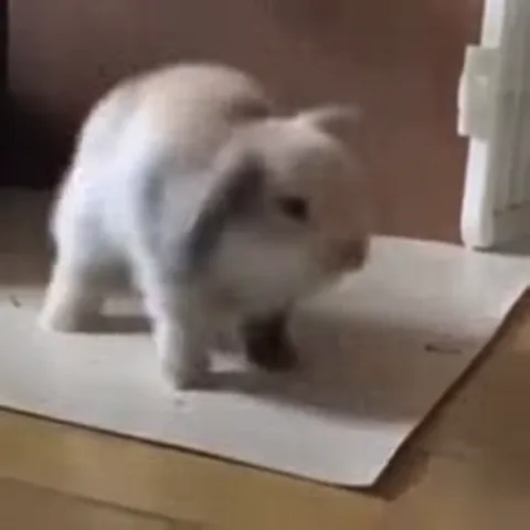 Видео с маленьким белым вислоухим кроликом, который сидит на полу и резко трясёт головой из стороны в сторону.