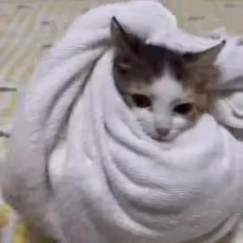 Полосатый котёнок, завернутый в белое полотенце, с грустным выражением мордочки.