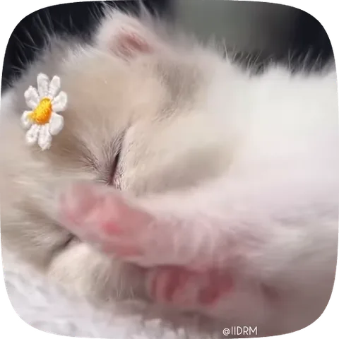 Белый пушистый котёнок с цветком на голове зевает и спит.
