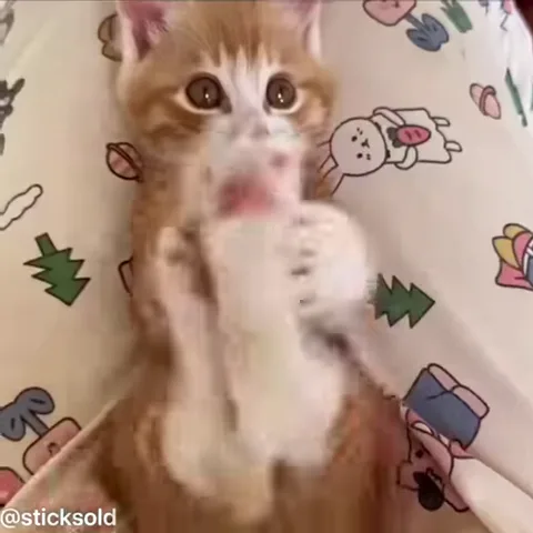 Рыжий котёнок лежит на спине и показывает язык.