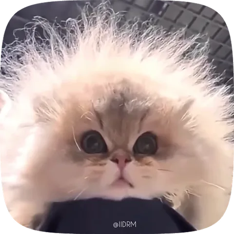 Котёнок со стоящей дыбом шерстью и удивленным выражением мордочки.